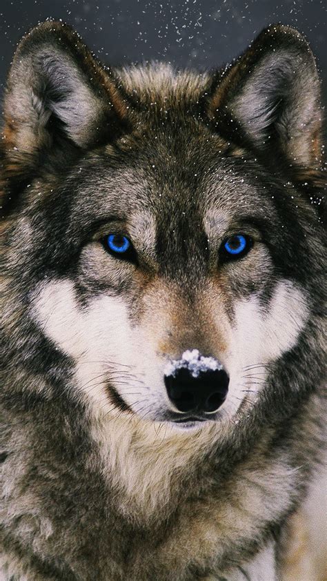 Here you can find the most beautiful wolf photos! Galaxy Wolf Wallpaper (69+ images)