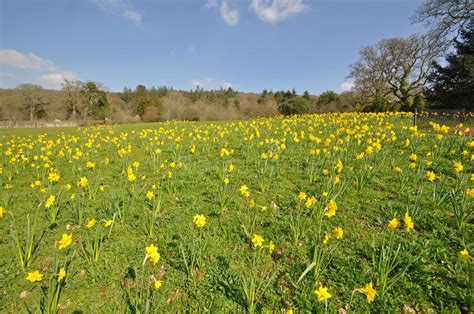 Daffodil Meadow Stock Image Image Of Lawn Bloom Nature 52684641