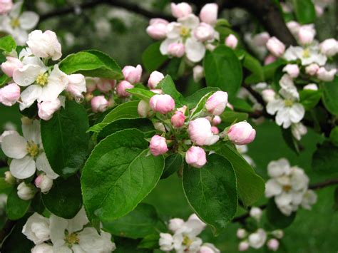 Fileapple Blossom Malus Domestica 08 Wikimedia Commons