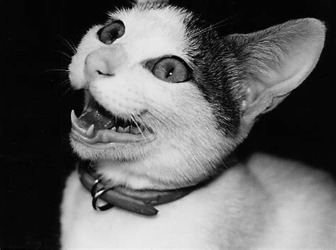 Photographer Nobuyoshi Araki × Chiro ‘japans Most Famous Cat