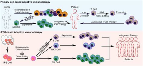 T Cell And Nk Cell Therapy In India Treatment Of Late Stage Cancer Cancerfax