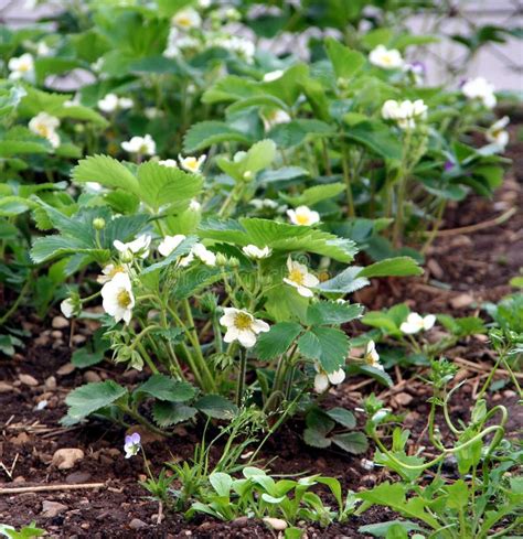 Strawberry Plant Stock Photo Image Of Plant Berry Flowering 16325876