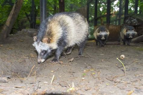 Crazy Facts About Raccoon Dogs Facty