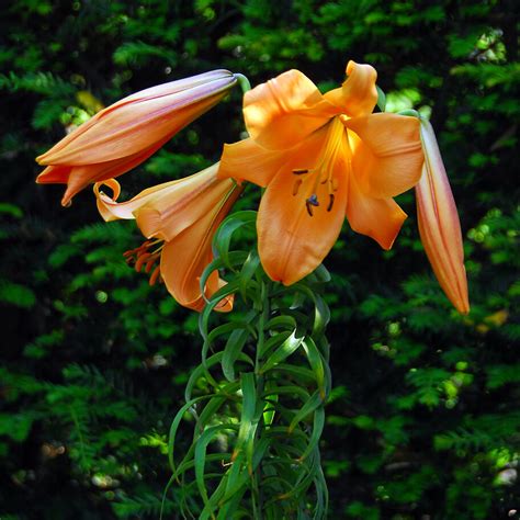 African Queen Trumpet Lily Order Lily Bulbs Online Bulbs Direct Nz