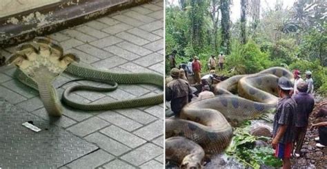 World Largest Snake Found In Amazon River No It Is