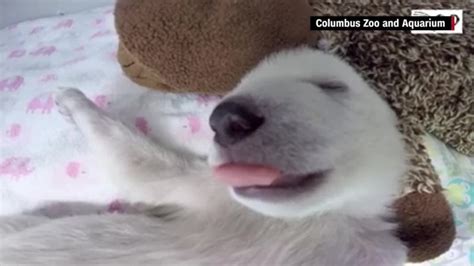 Sleeping Polar Bear Cub Captures Hearts Cnn