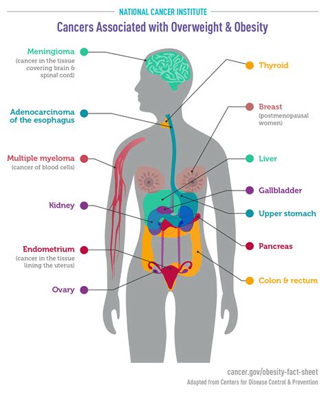 Cancers Associated With Overweight And Obesity Infographic National Cancer Institute