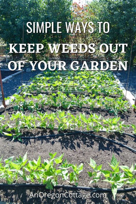 How To Keep Weeds Out Of Your Garden Simple Organic Techniques An