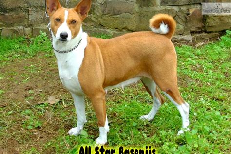 Reds Ready Now Basenji Puppy For Sale Near Fort Smith Arkansas