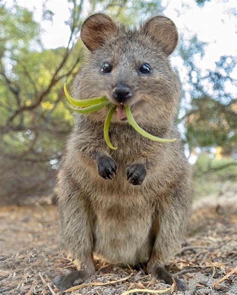 This Is A Quokka They Hop Around Like Kangaroos And Can Also Climb