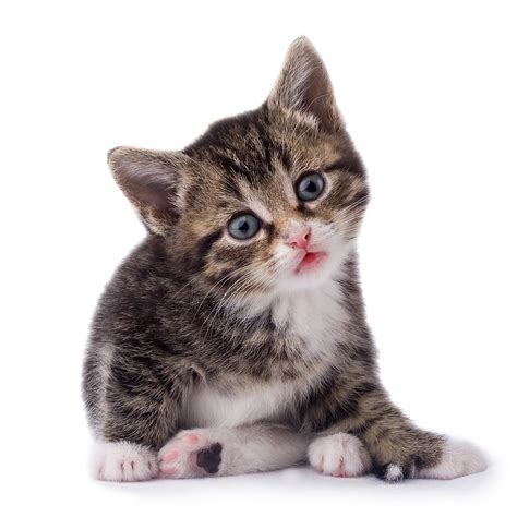 Cat Png Image Free Download Picture Kitten Transparent Image Download
