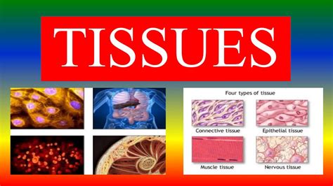 Tissues Definition Types Characteristics Classification Location