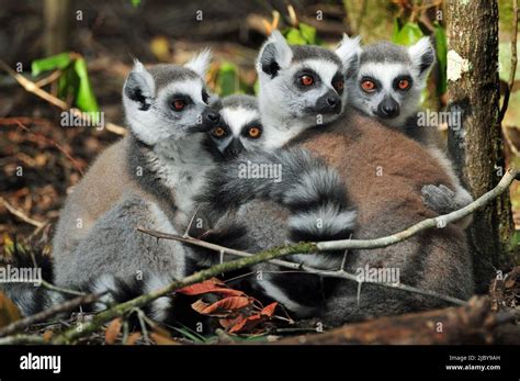 Ring Tail Lemurs Lemur Catta Stock Photo Alamy