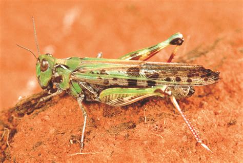 Australian Plague Locust Identification Field Guide Department Of