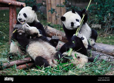 Giant Panda Ailuropoda Melanoleuca Female And Two Juveniles Feeding
