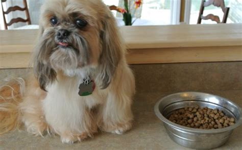 A bowl of wet food has half the calories of a bowl of dry food. Shih Tzu Supplies