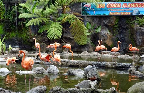 9 Kebun Binatang Terbaik Di Indonesia Yang Harus Dikunjungi Sebelum