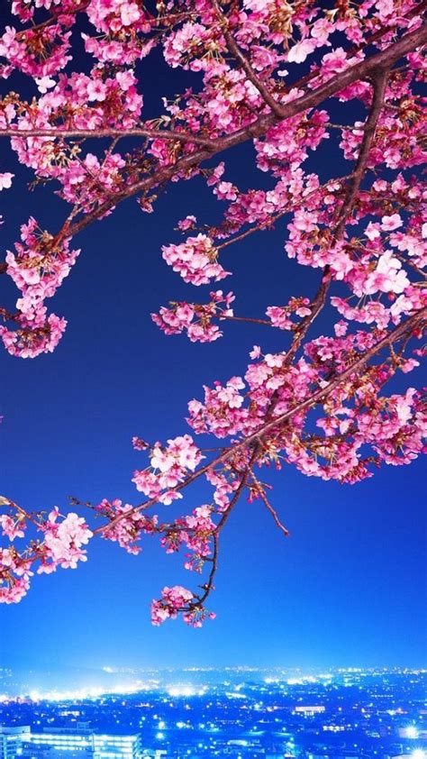 Cherry Blossom Live Wallpaper