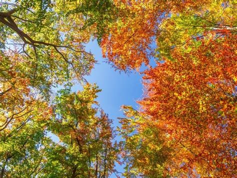 2020 Fall Foliage Peak Map When Leaves Are Best In Hudson Valley