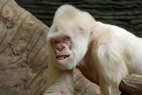 Photos Of Snowflake The Worlds Only Known Albino Gorilla Captured In