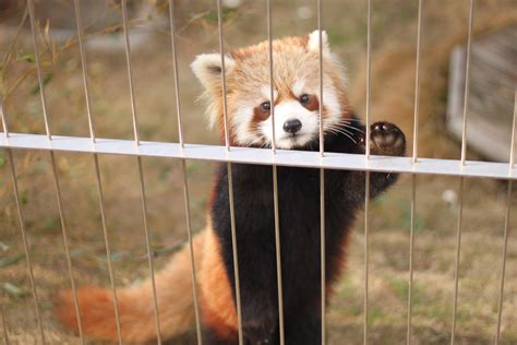 Free Images Zoo Fauna Red Panda Whiskers Vertebrate Cute Animals