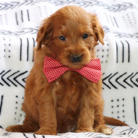 Come on in and find your favorites just in time for date night. F1B MINI GOLDENDOODLE | MALE | ID:8938-DS - Central Park Puppies