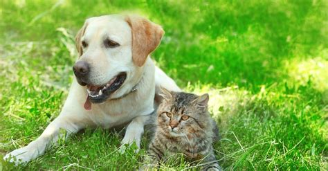 Gutiérrez Web 7 Tips Para Tener Mascotas Y Dueños Felices Y Saludables
