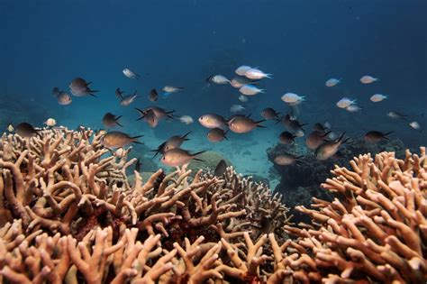 Coral Ivf To Restore Australias Great Barrier Reef World Economic