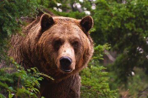 Grizzly Bear Backgrounds Pictures