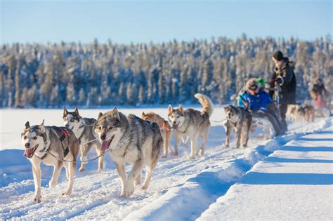 Husky Safaris And Lapland Dog Sledding Holidays With Images Lapland