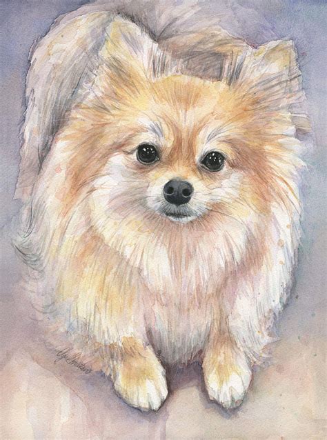 Pomeranian Watercolor Painting By Olga Shvartsur Pixels Merch