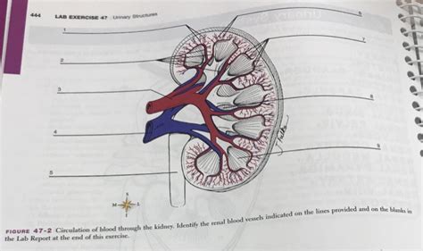 Locate the renal capsule, the renal cortex (which appears somewhat granular and may. Anatomy And Physiology Archive | April 10, 2018 | Chegg.com
