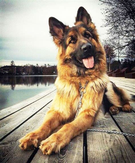 Also Known As The Alsatian The Alsatian Wolf Dog The Gsd The German