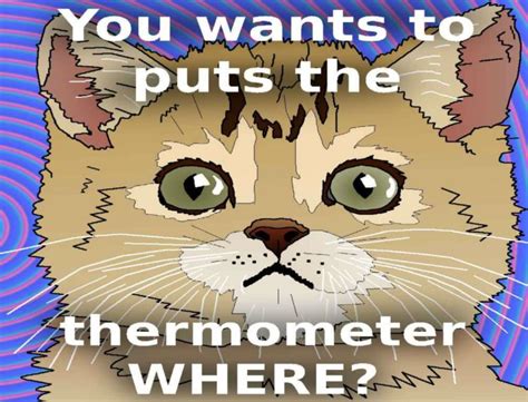 Cat Meme Quote Funny Humor Grumpy 63 Wallpapers Hd Desktop And