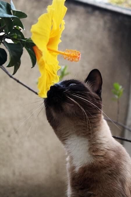 Some popular succulents that are harmful to your cat include: Are Morning Glories Poisonous to Cats? (Yes!) - Upgrade ...