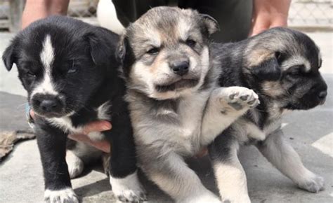 New Sled Dog Puppies At Denali National Park Dog Sledding Puppies