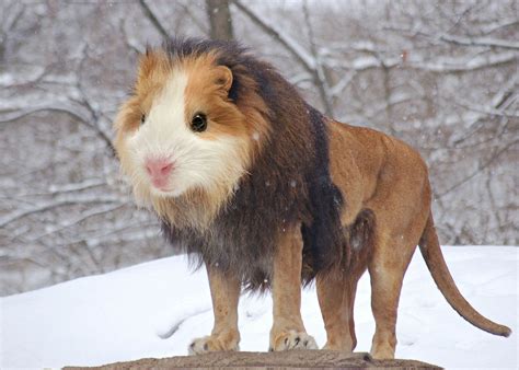 22 Photoshopped Hybrid Animals That Are Too Cool For Reality Asviral
