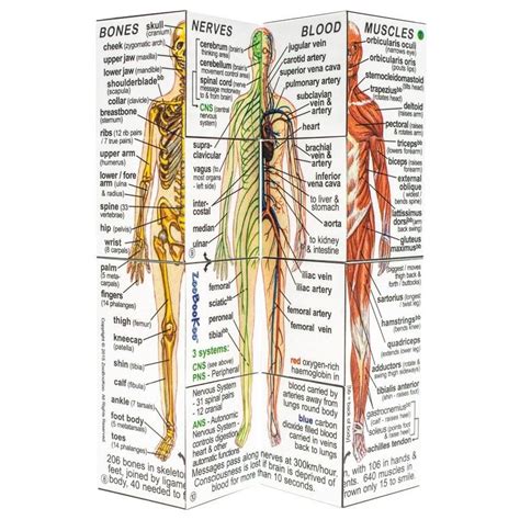 Muscular anatomy of the front of the body. Human Body Cube Book | Human body systems, Human body anatomy, Human body
