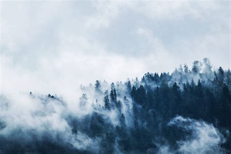 Download Cloud Background Foggy Forest Wallpaper