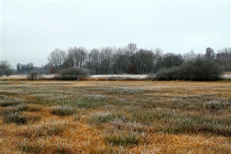 Free Images Tree Nature Swamp Winter Plant Field Meadow
