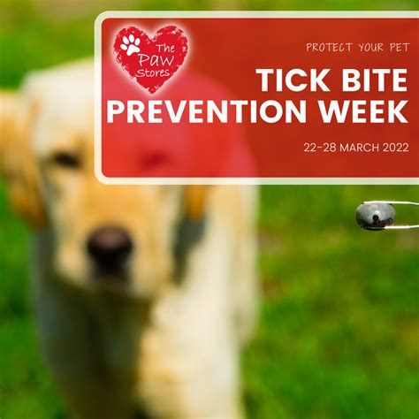 Ticks Can Carry Dangerous Diseases Than Can Be Transmitted To Your Pet