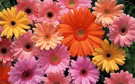 ❤ get the best floral desktop wallpaper on wallpaperset. Aesthetic Flower Wallpapers - Top Free Aesthetic Flower ...