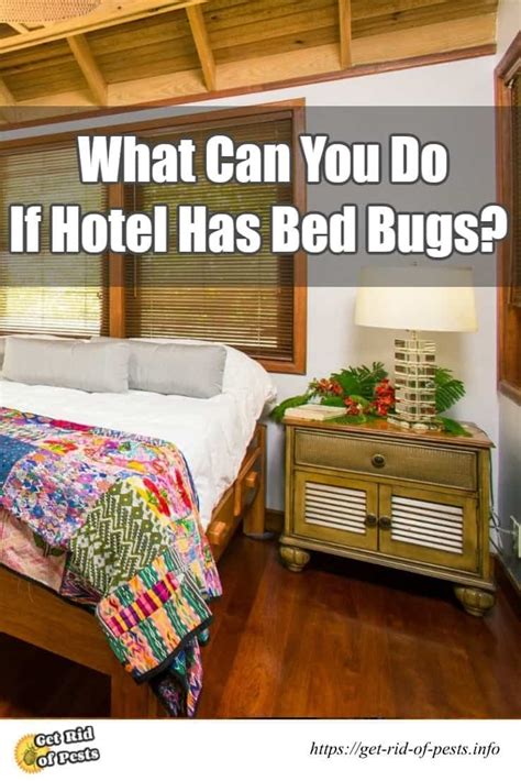 Bed Bugs In A Hotel What Can You Do Step By Step Infographic 2018