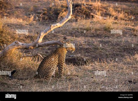 Serengeti National Park African Leopard Panthera Pardus In Savanna