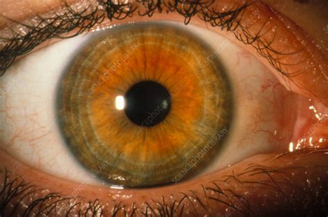Close Up Of A Healthy Brown Human Eye Stock Image P4200331