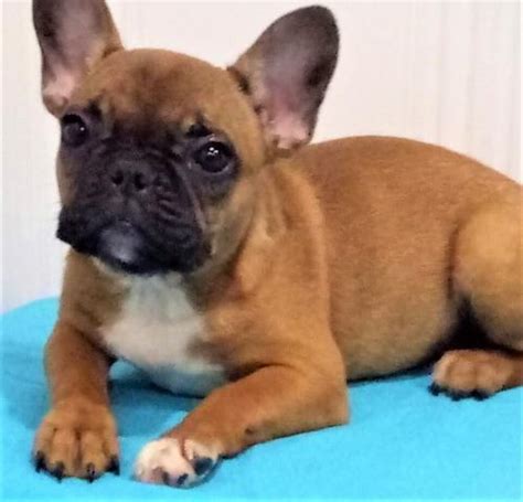 What comes with my new french bulldog puppy? French Bulldog Puppy for Sale - Adoption, Rescue for Sale ...