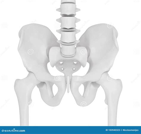 3d Illustration Of The Skeletal Hip Stock Illustration Illustration