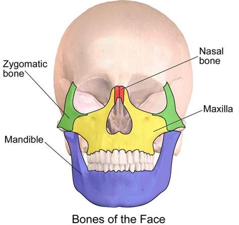 Most noteworthy, they have a more complex shape than any other bone of the body due to which they are helpful in protecting internal organs. How is the progress of the patient who has broken his jaw ...