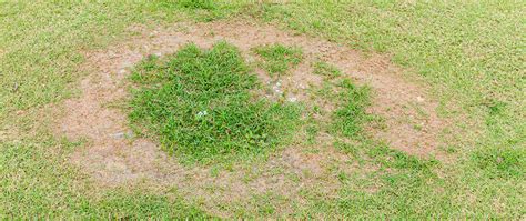 Necrotic Ring Spot Be On The Lookout For This Lawn Disease This Fall
