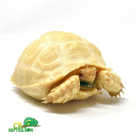 Albino Sulcata Tortoise For Sale Baby Sulcata Tortoises For Sale